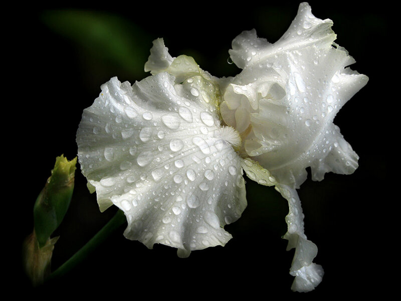 White iris with water droplets
