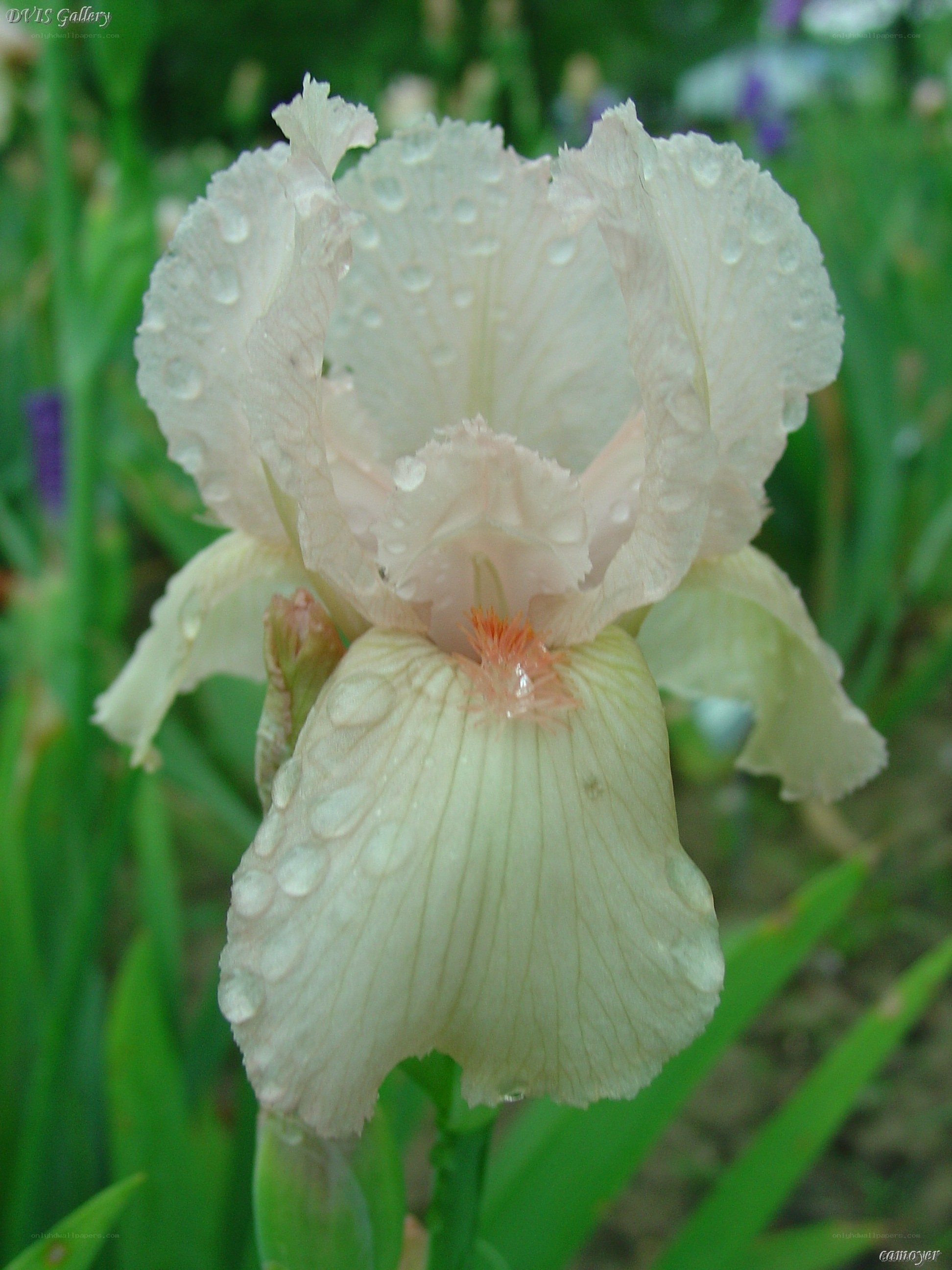 White iris with water droplets