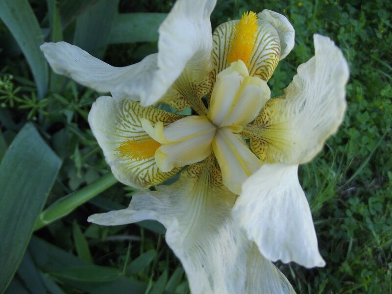white iris with yellow center