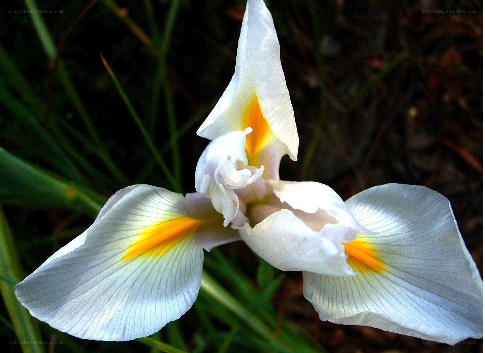 white iris with yellow center