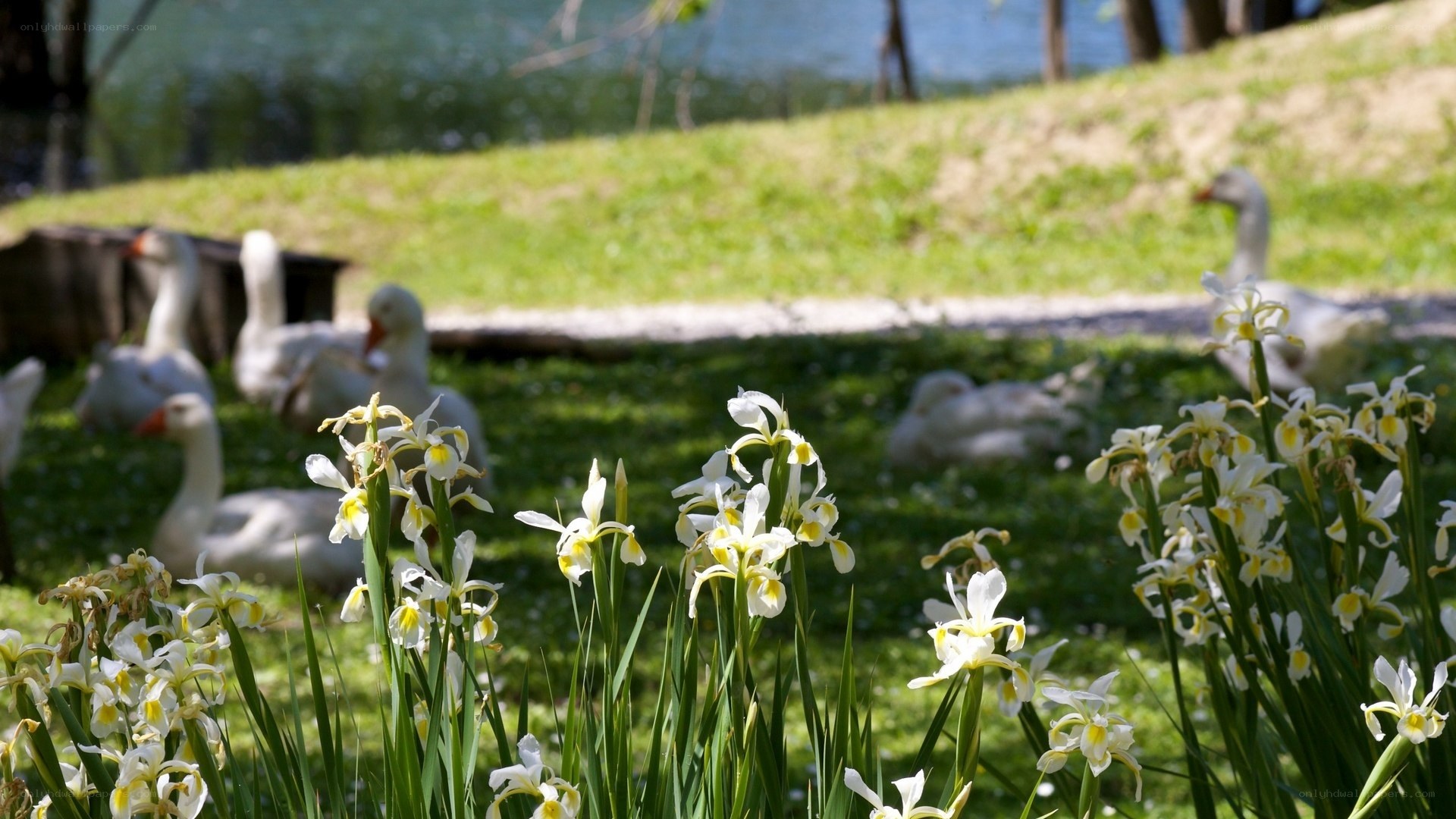 White irises and geese by the pond