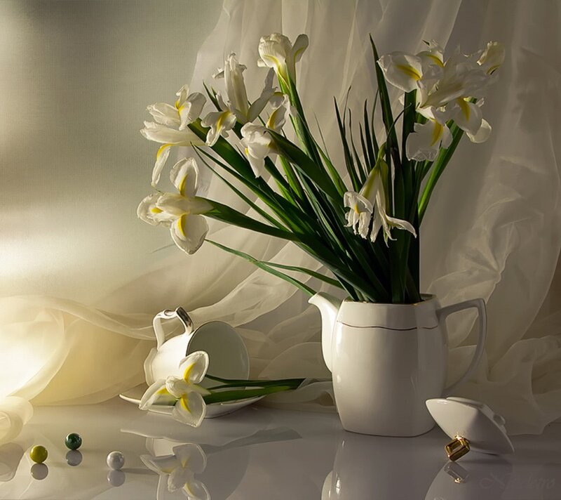 White Irises in a Pitcher