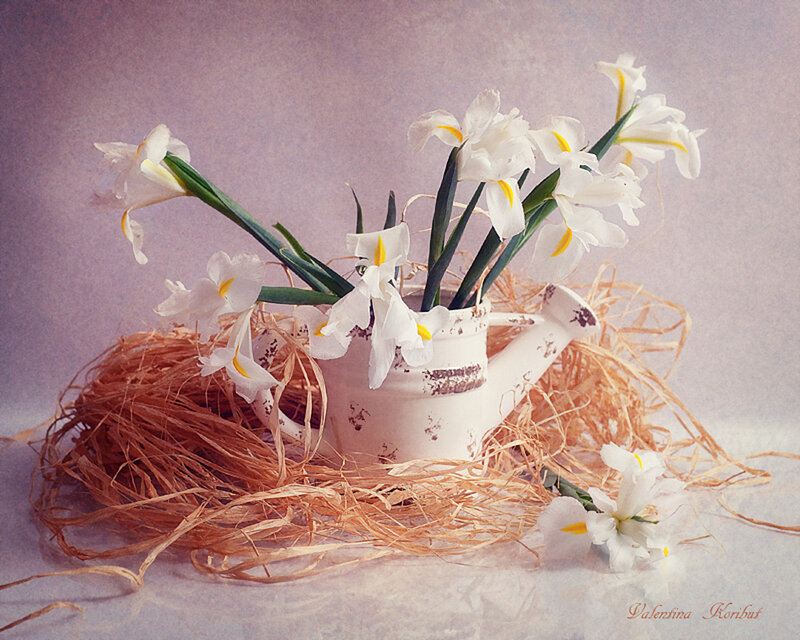 White Irises in Pitcher