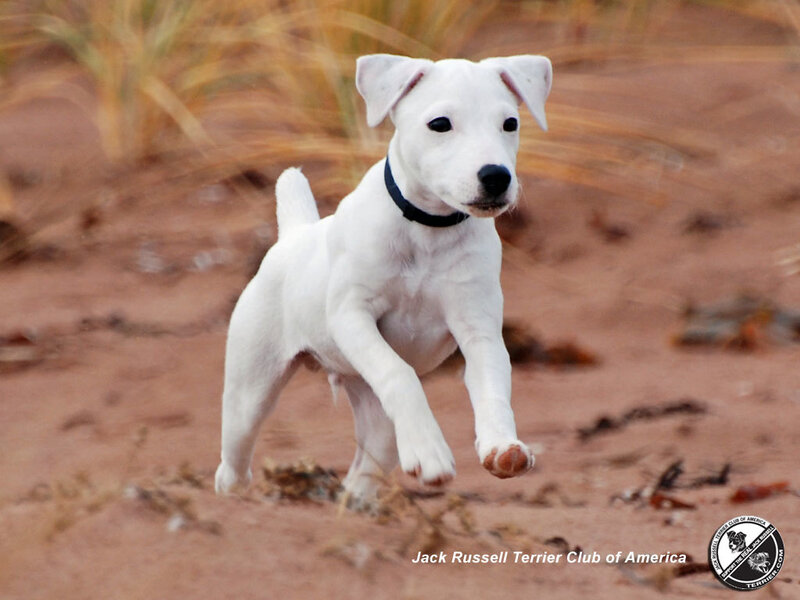 White Jack Russell Terrier Puppy