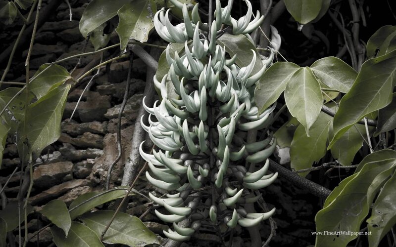 White Jade Vine Flower Cluster