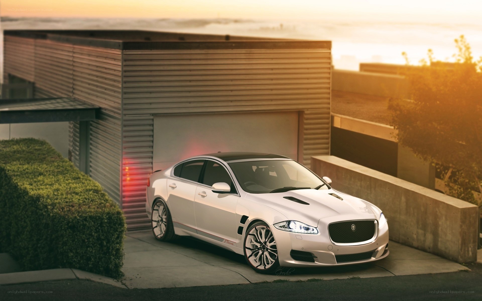 White Jaguar at sunset