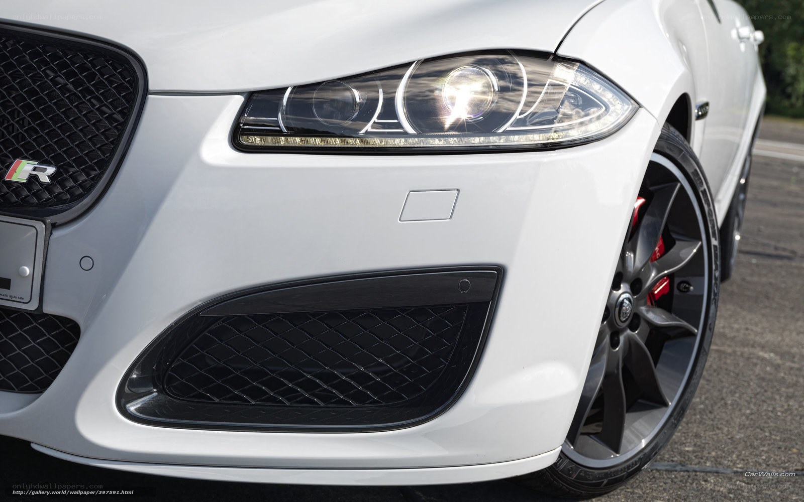 white jaguar front view