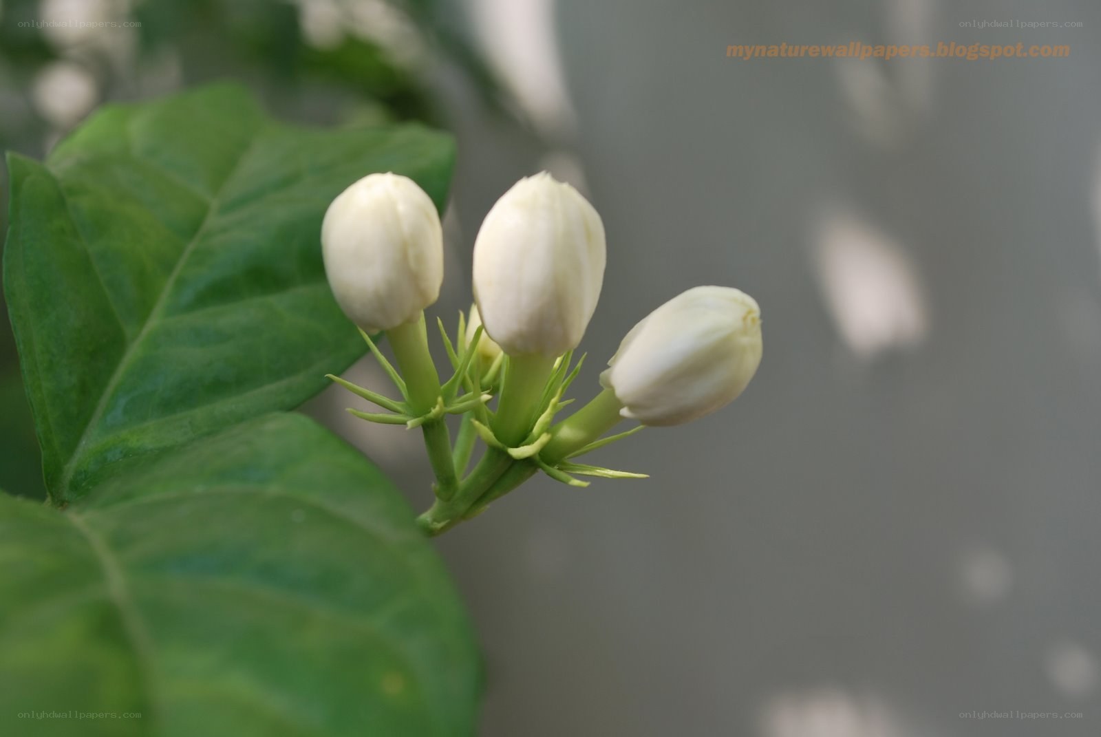 white jasmine buds on a branch