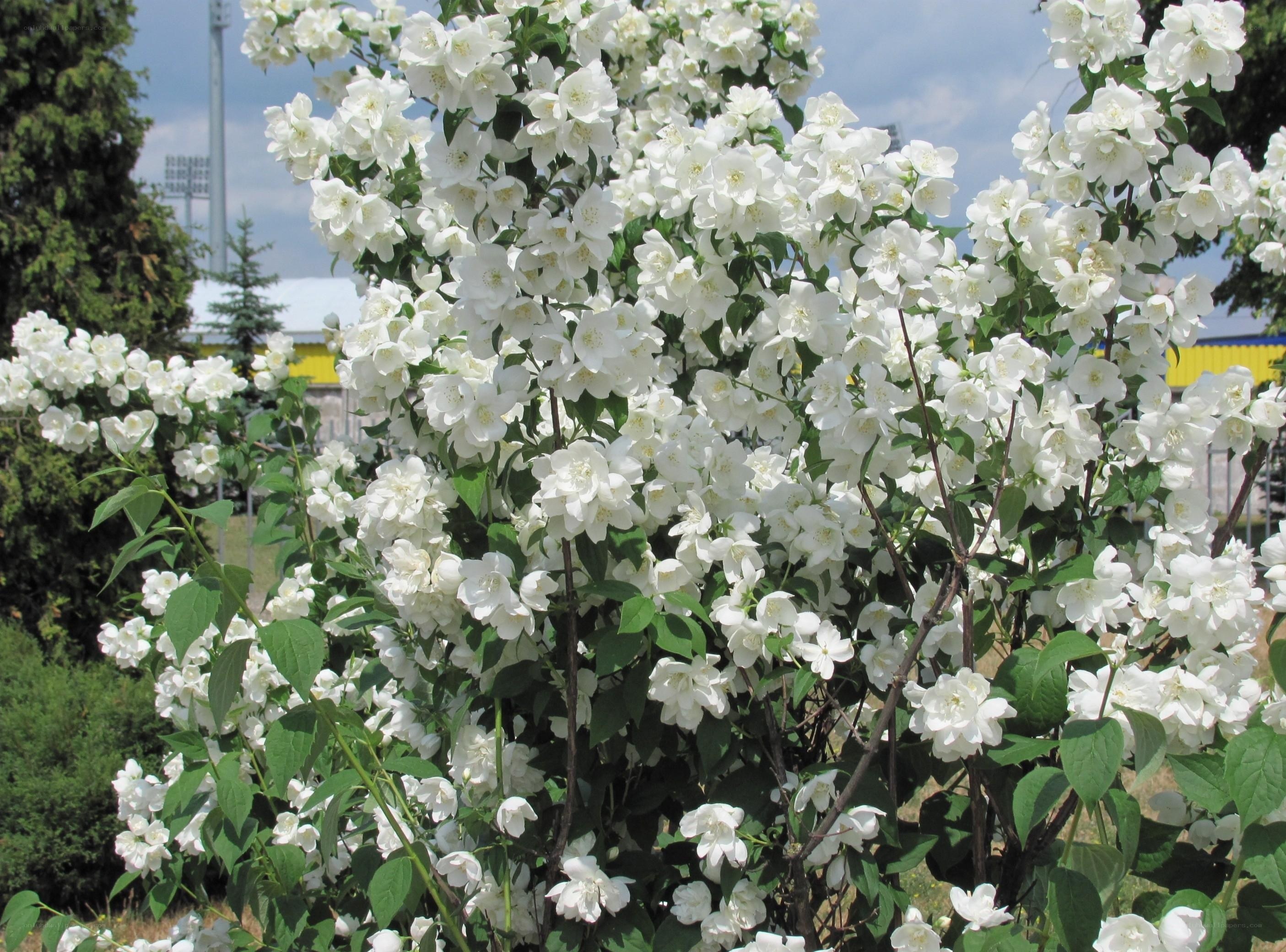 White jasmine bush in bloom