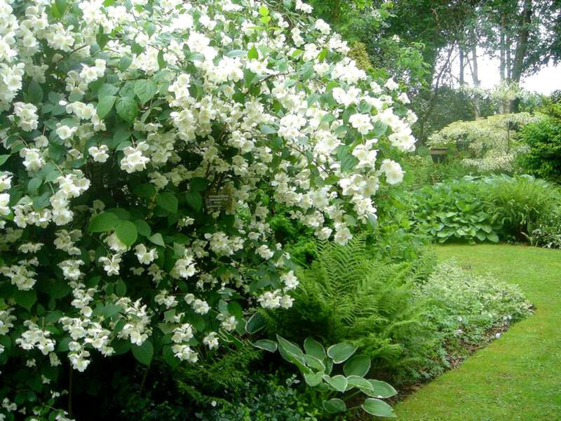 White Jasmine Bush