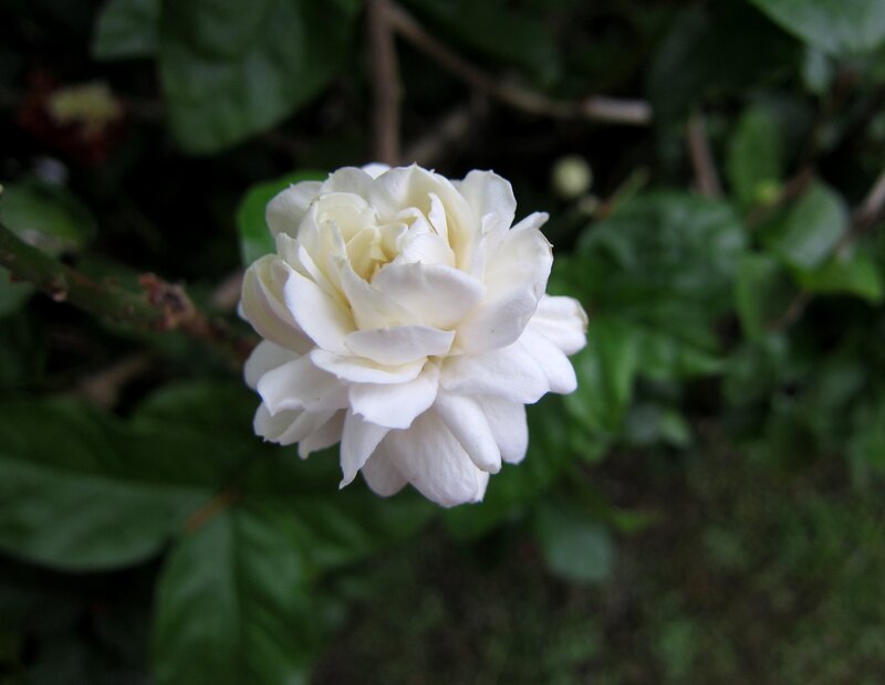 White Jasmine Flower — Calm