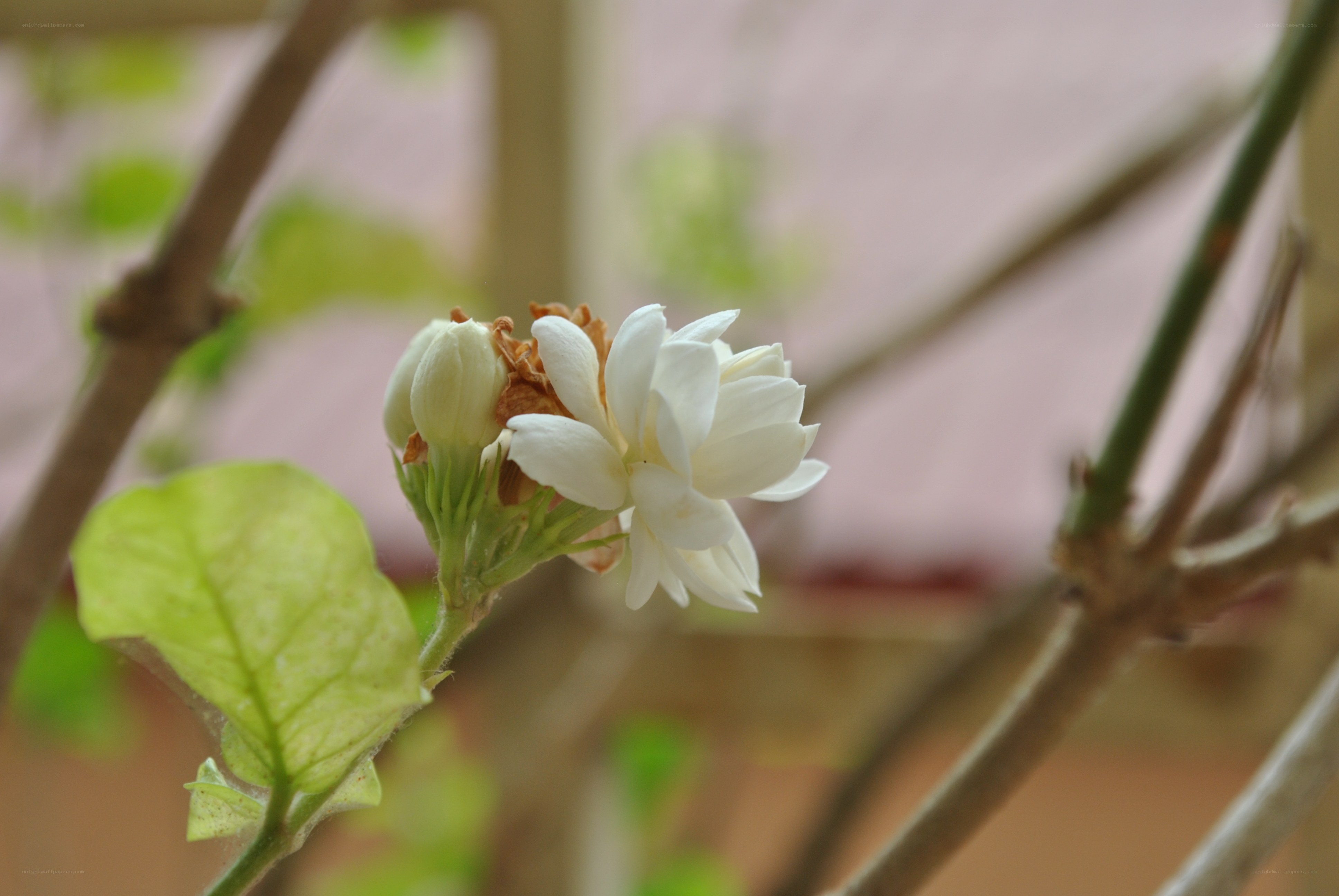 White jasmine flower in bloom