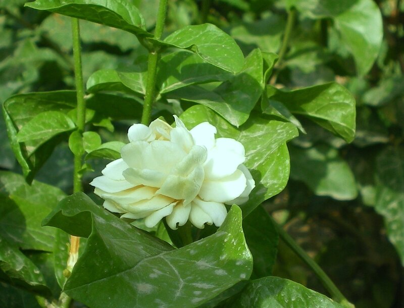 white jasmine flower in green leaves