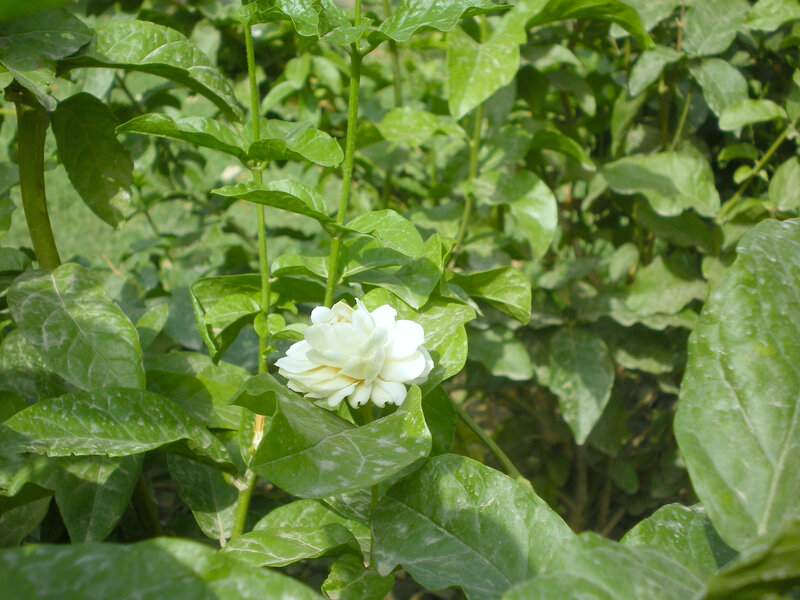 white jasmine flower in green leaves