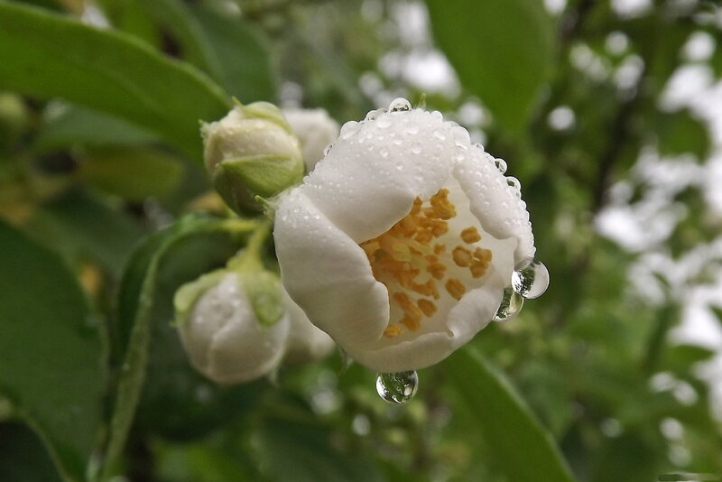 White Jasmine Flower — Serene, Morning