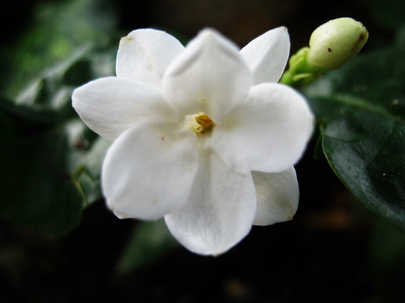 White Jasmine Flower — Serene, Photograph, Bloom
