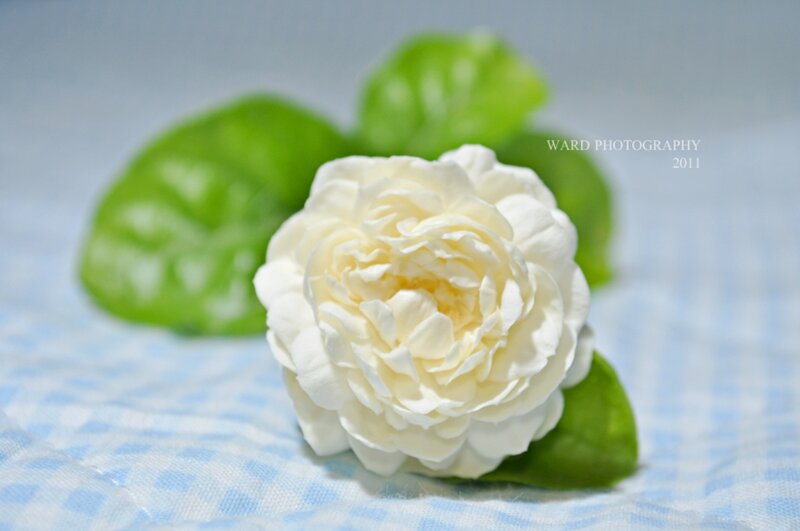 White Jasmine Flower — Serene, Photograph