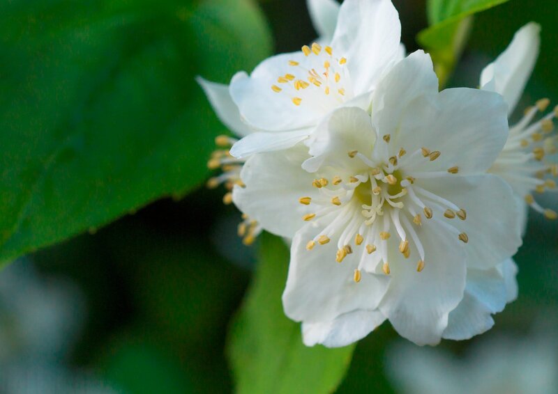White Jasmine Flower — Serene, Spring, Photograph