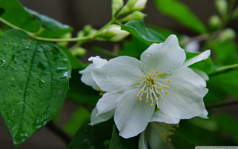 White Jasmine Flower — Serene, Spring