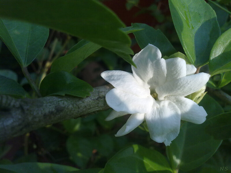 White Jasmine Flower — Serene