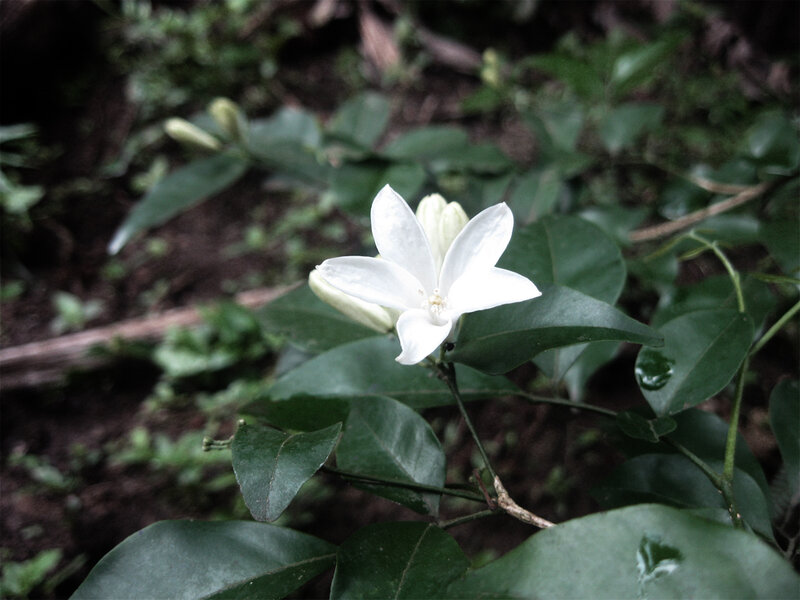 White Jasmine Flower