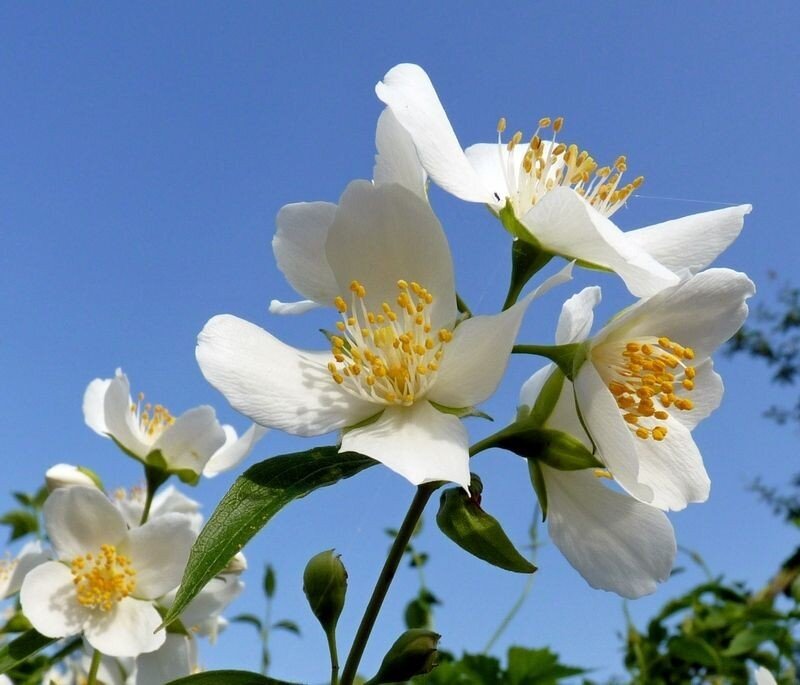 White jasmine flowers against blue sky