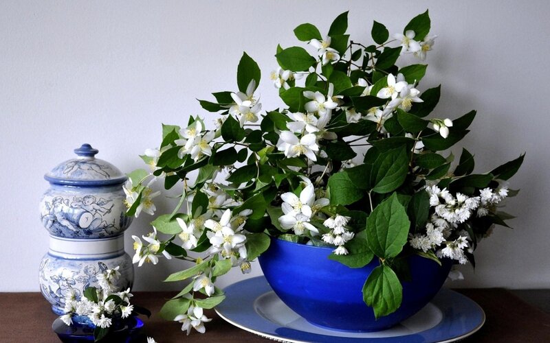 White Jasmine Flowers — Blue, Serene, Photograph