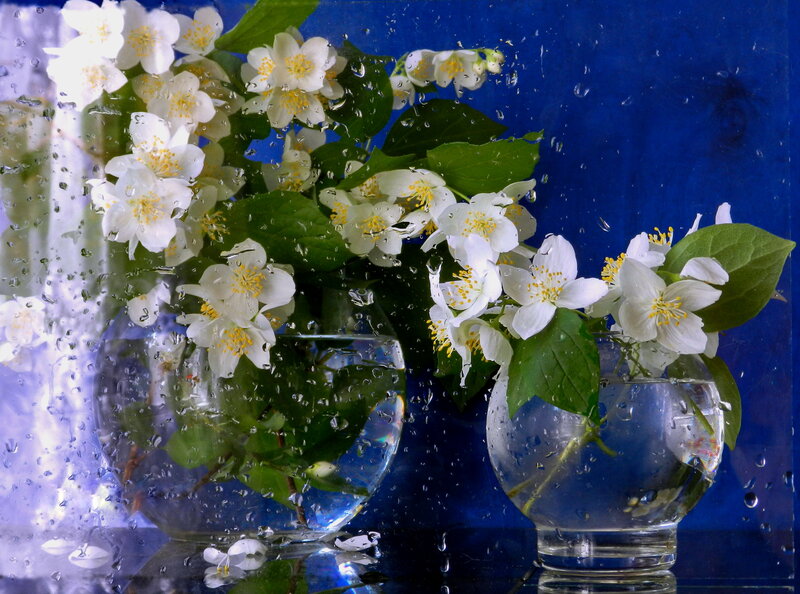 White Jasmine Flowers — Blue, Serene