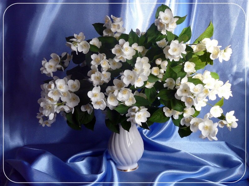 White Jasmine Flowers — Blue