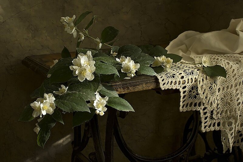 White Jasmine Flowers — Brown