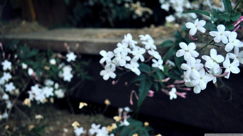 White Jasmine Flowers — Calm, Photograph