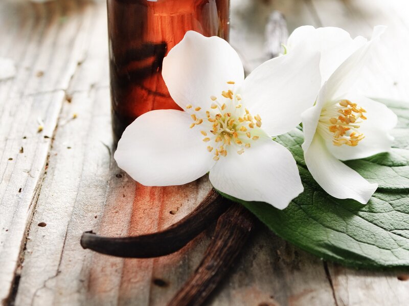 White Jasmine Flowers — Calm, Photograph, Vanilla Bean