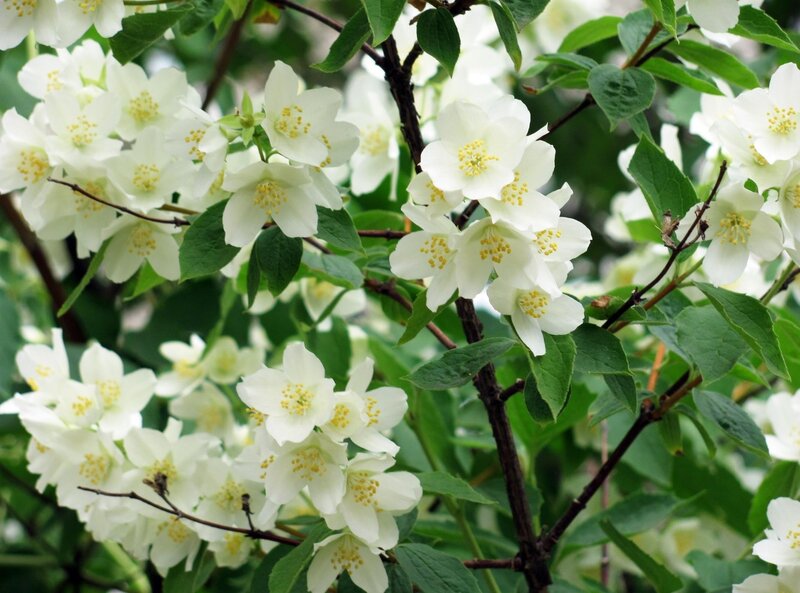 White Jasmine Flowers — Calm, Spring, Photograph