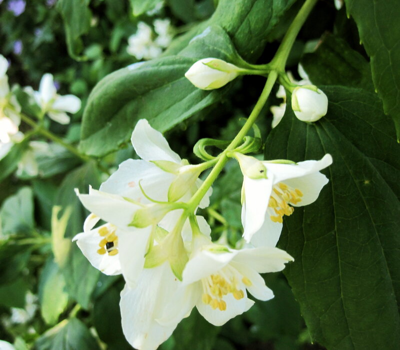 White Jasmine Flowers — Calm, Spring