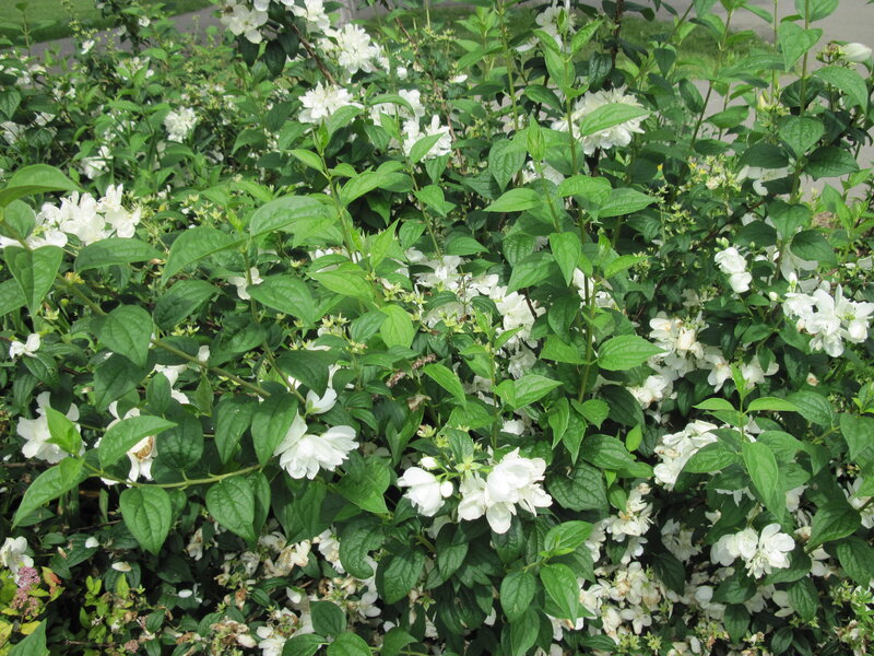 White Jasmine Flowers — Calm, Summer