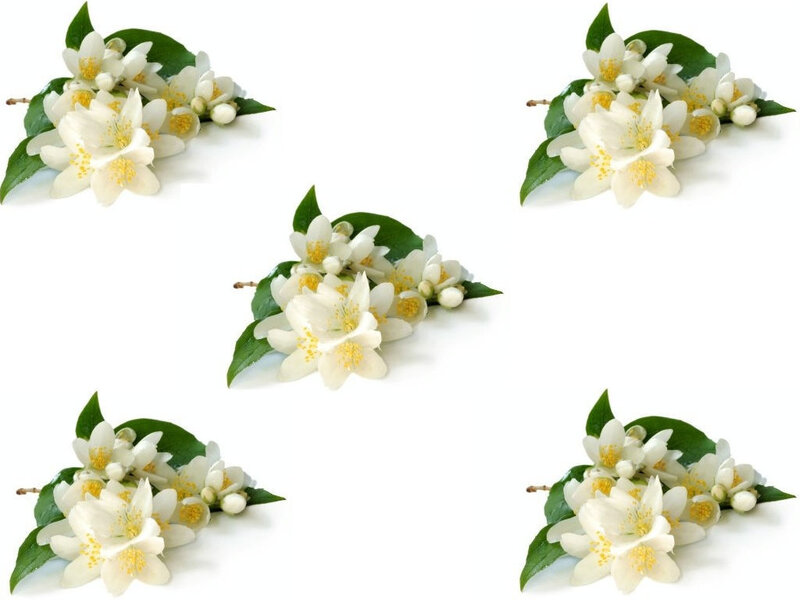 White Jasmine Flowers — Calm