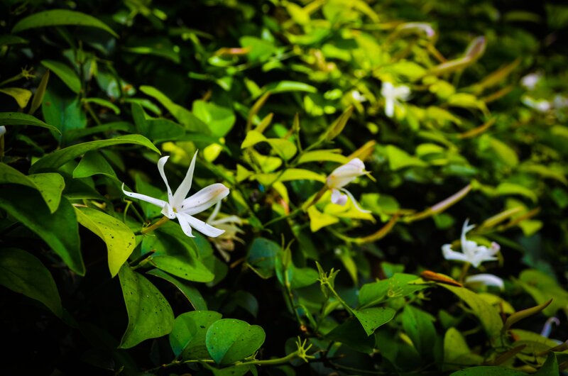 White Jasmine Flowers — Green