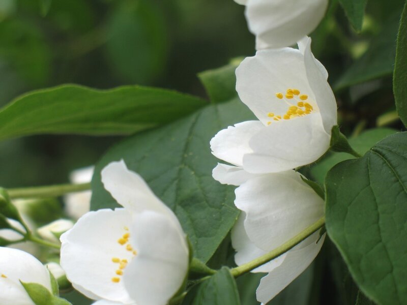 White jasmine flowers in bloom