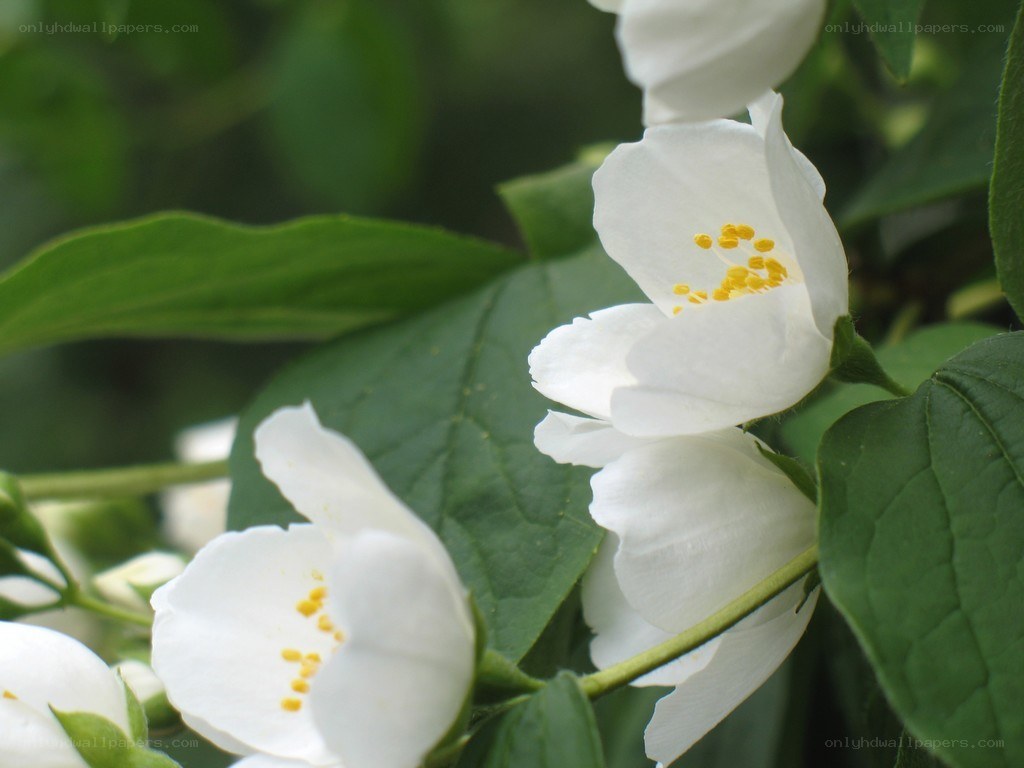 White jasmine flowers in bloom