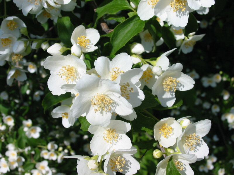 white jasmine flowers in bloom