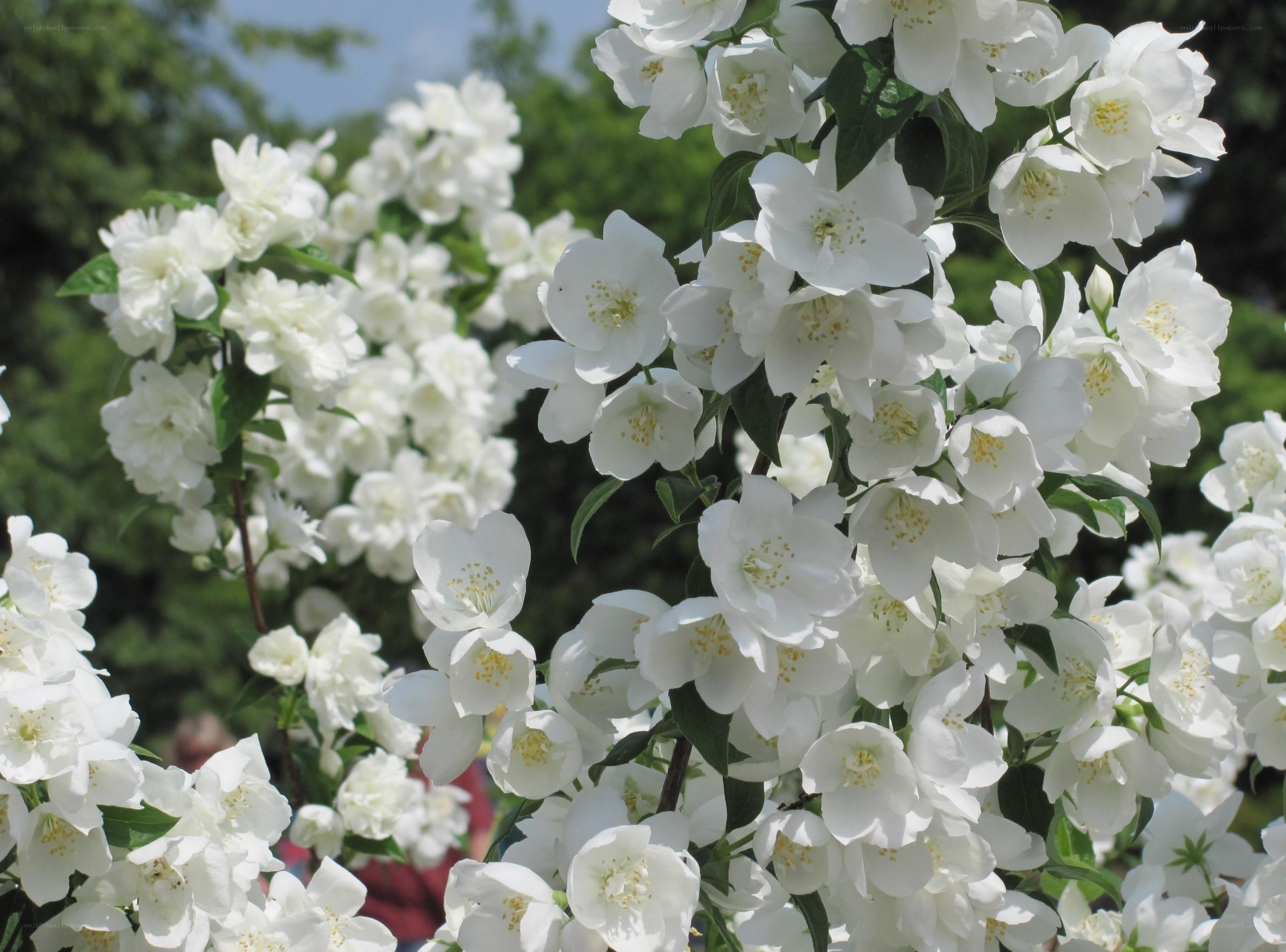 White jasmine flowers in bloom