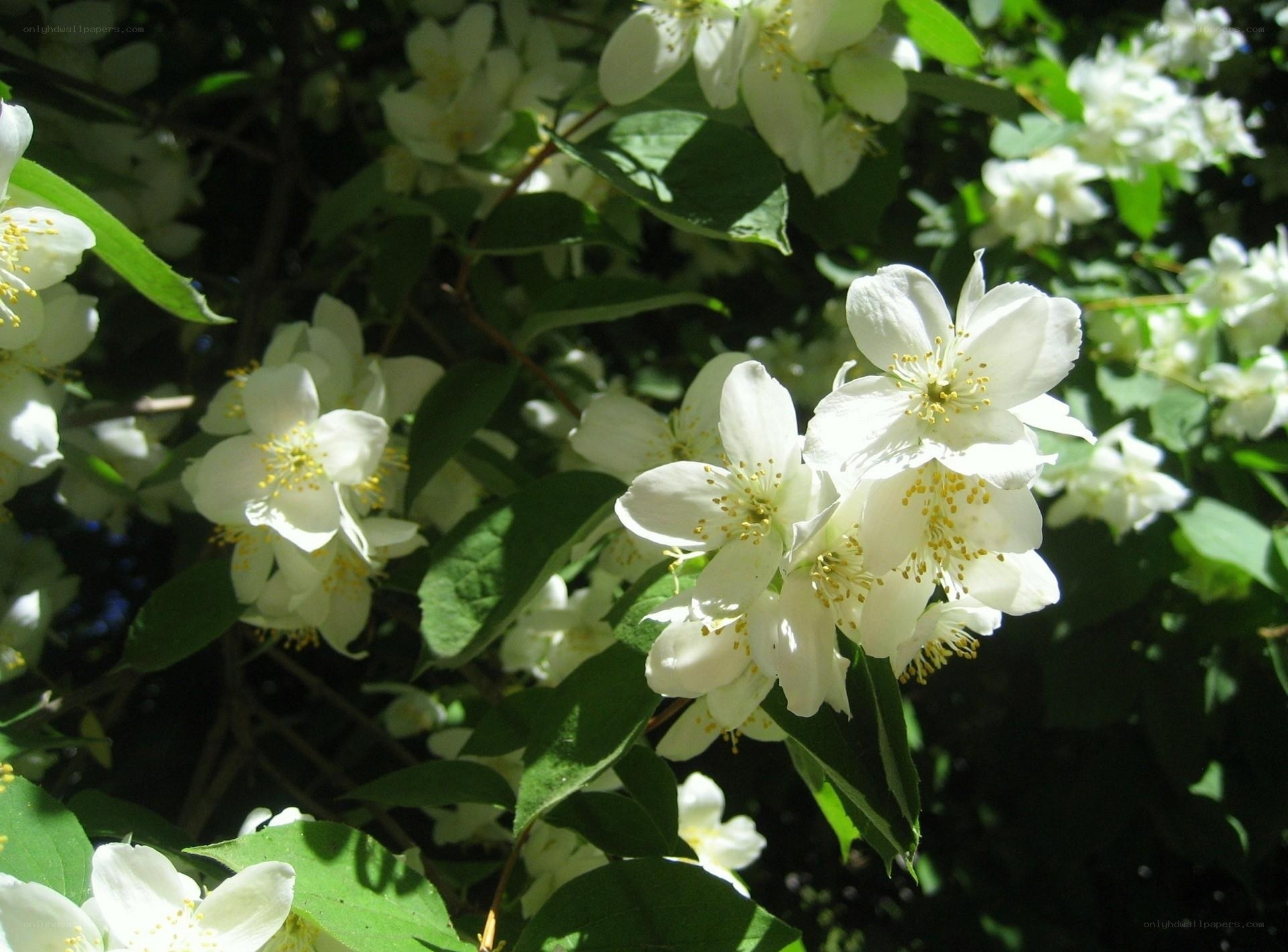 White jasmine flowers in bloom
