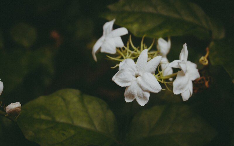 White jasmine flowers in bloom