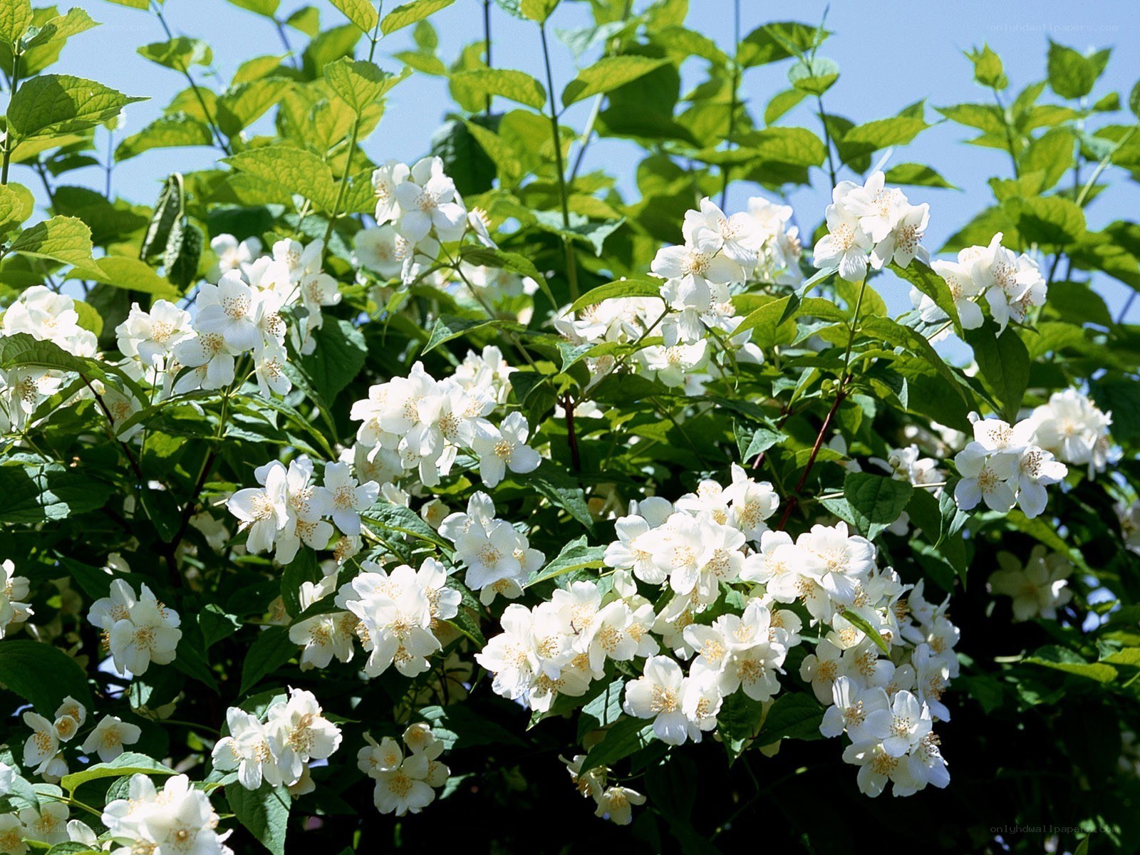 white jasmine flowers in bloom
