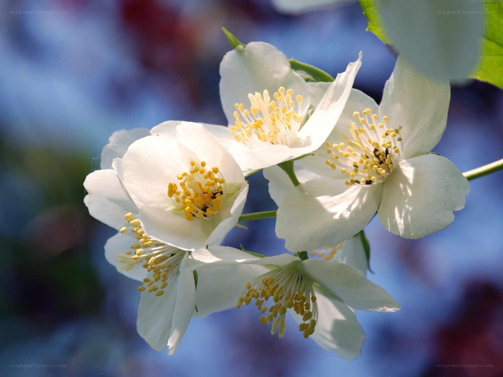 White jasmine flowers in bloom
