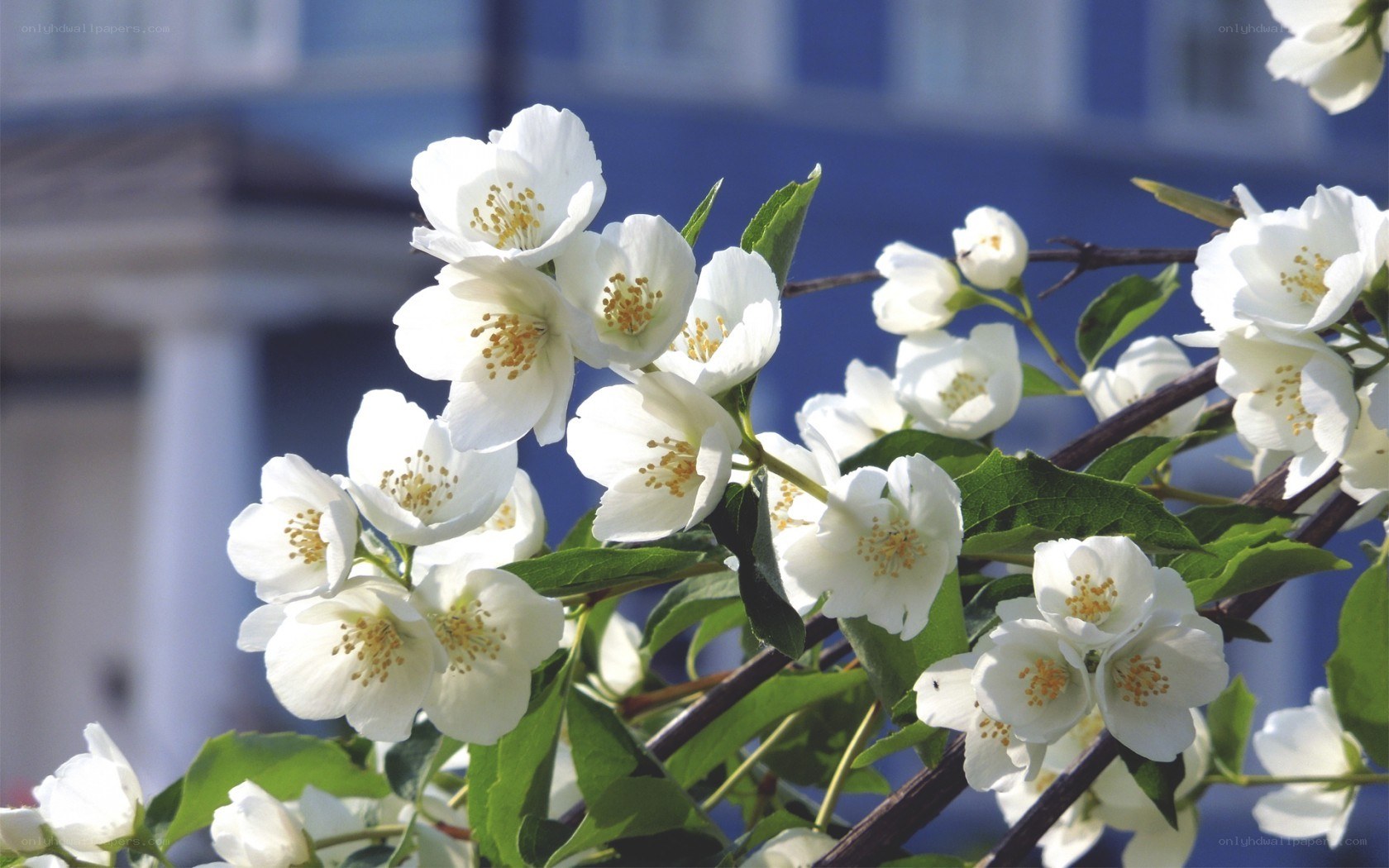 White jasmine flowers in bloom