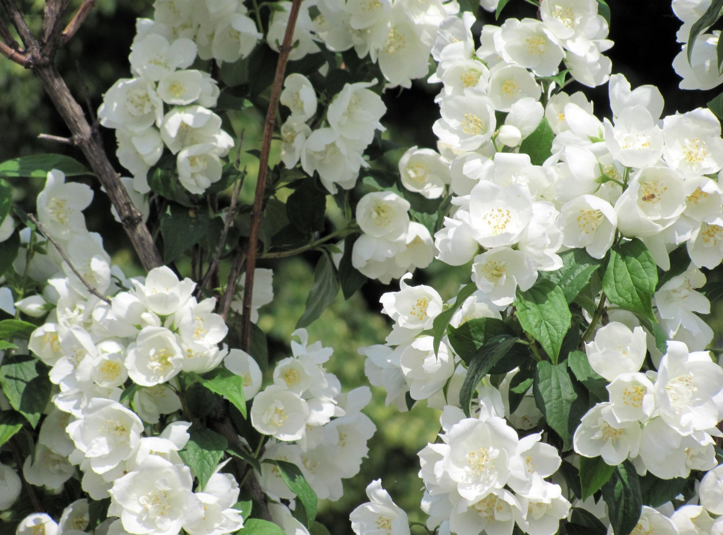 White jasmine flowers in bloom