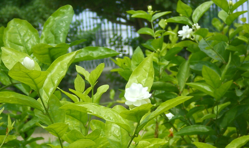 White jasmine flowers in garden