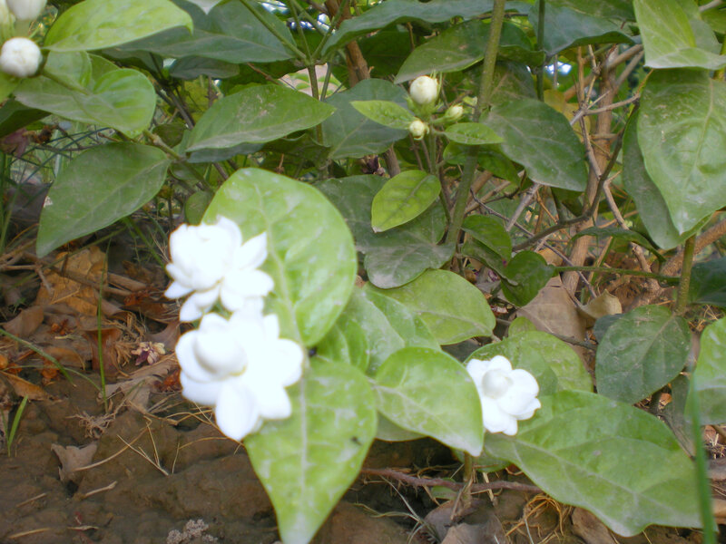 White jasmine flowers in garden