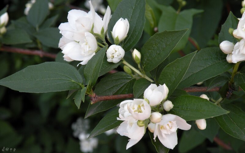 white jasmine flowers on a branch